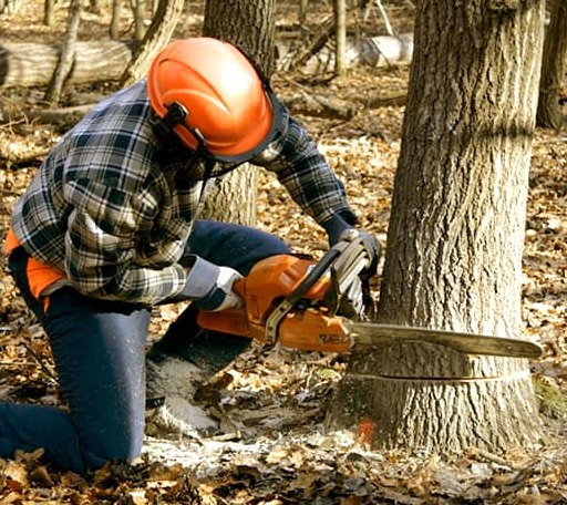 Tree Removal in Manchester, GA
